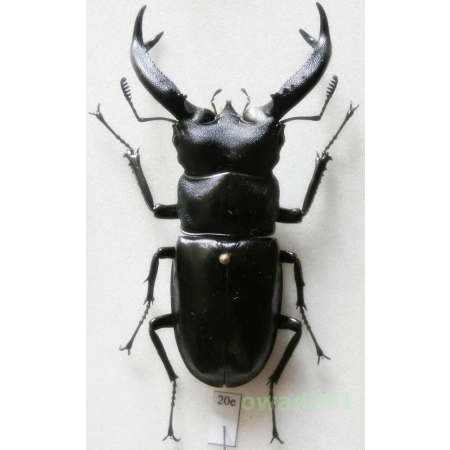 Hexarthrius buqueti Hope, 1843 70mm Indonesia, Java Is20e